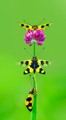 Owlfly Libelloides macaronius net-winged insect