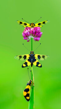 Owlfly Libelloides macaronius net-winged insect