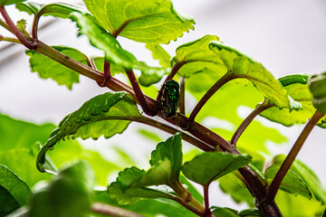 green fly on a plant