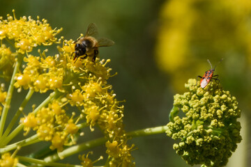 colorful flowers closeup image in a sunny day