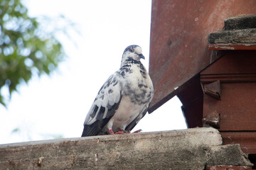 A bird
