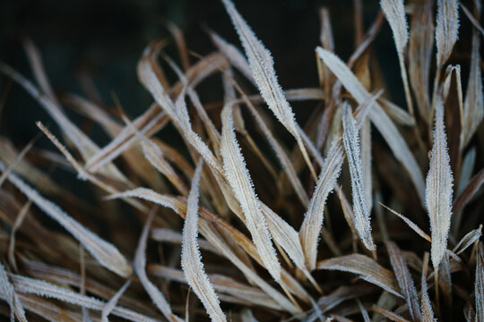 Frosted ornamental grass