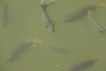 The fishes