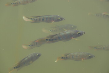 The fishes