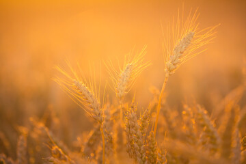 A beautiful landscape of a golden grain crop field in the summer sunrise. Summertime scenery of Northern Europe.