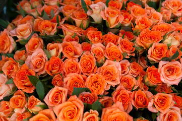 Orange roses 