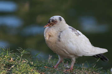 A bird