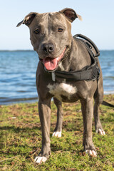 Pit bull dog playing in the Araruama lagoon, in Rio de Janeiro. Sunset light in sunny day. The...