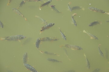 The fishes
