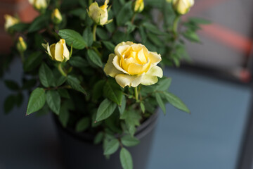 Yellow roses sprouting in a pot on a terrace. Gardening at home.