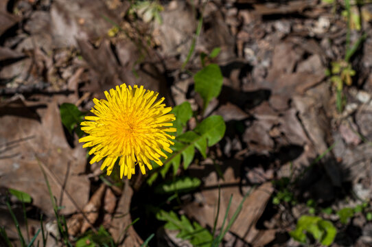 Lonely Dandelion Grows on tho Road - Top View. One Yellow Dandelion with Green leaves on a Gray Dry Earth Background