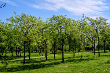 Fototapeta na wymiar Landscape with old green trees in Mogosoaia Park (Parcul Mogosoaia), a weekend attraction close to Bucharest, Romania, in a sunny spring day.