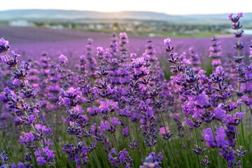 Fototapeta premium Lavender flower field, Blooming purple fragrant lavender flowers. Growing lavender swaying in the wind, harvesting, perfume ingredient, aromatherapy