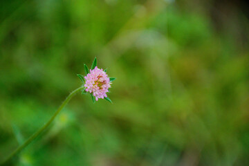 pink flower in the garden