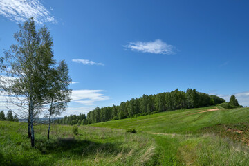 Fototapeta na wymiar Birches grow on a hill. Sunny summer day.