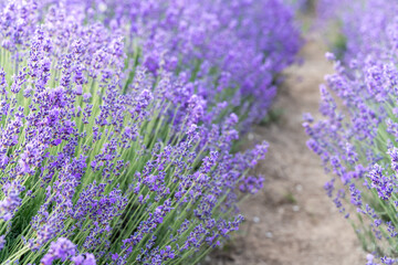 Lavender flower field, Blooming purple fragrant lavender flowers. Growing lavender swaying in the wind, harvesting, perfume ingredient, aromatherapy