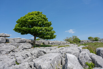 A solitary tree grows from between the edges of the limestone pavement at Newbiggin Crag, in...