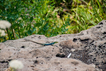 little lizard on the ground