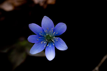 blue liverwort flower
