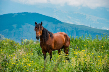 big horse in the meadow