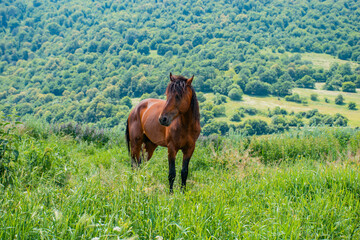 Fototapeta na wymiar brown horse in the meadow