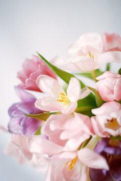 tulips