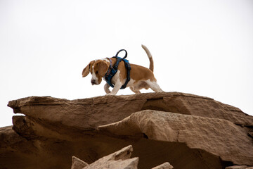 dog on the rocks