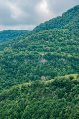 Fototapeta premium landscape with trees and clouds