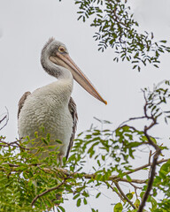 Great Pelican sitting on a tree
