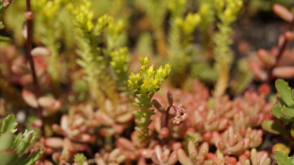 in the artificially created garden on the wall