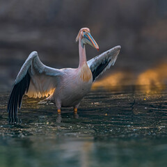 pelican on a rock