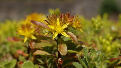 in the artificially created garden on the wall