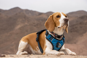 beagle dog on the beach
