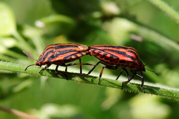 reproduction d'insectes gendarmes Pyrrhocoris apterus