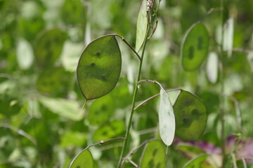 Honesty plant Lunaria annua