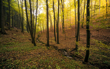 Autumnal colorful forest interior around small stream trough. Narrow valley. Dense forest. Landscape