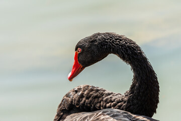 Black swan ( Cygnus atratus ) in early spring morning on the lake in Ramat Gan park. Israel.