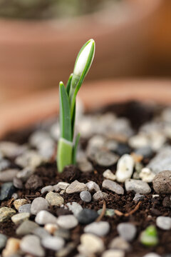 Macro of snowdrop sprouting out of potting grit