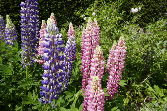 pink and purple lupins