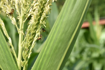 Corn flower and little bee on a sunny day