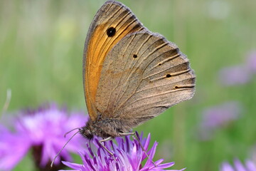 Fototapeta premium papillon myrtil sur fleur de centaurée Maniola jurtina