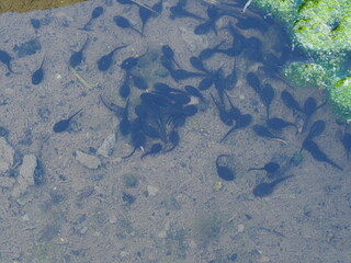 Tadpoles in shallow water