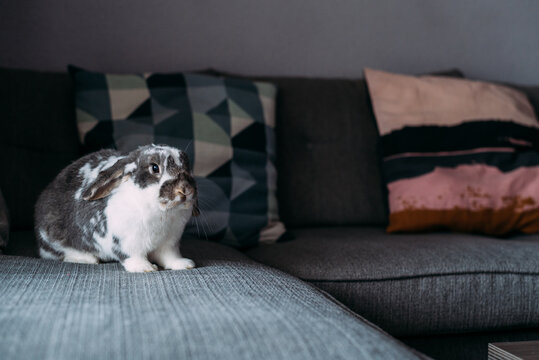 Spotted rabbit sitting on sofa at home
