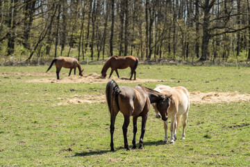 portrait of a horses on a pasture in nature