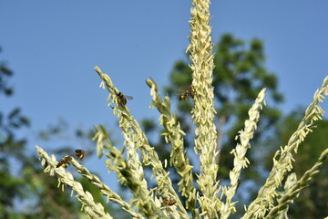 Corn flower and little bee on a sunny day