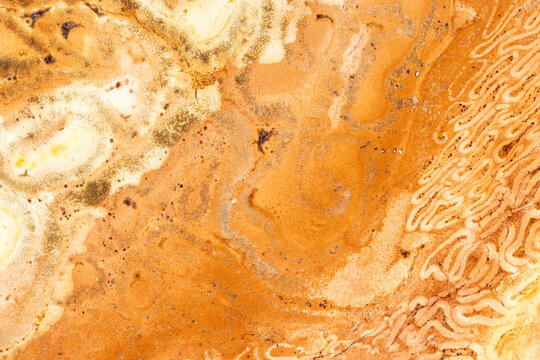 Closeup of Petrified Tree Fern Wood