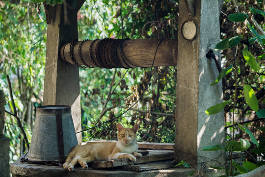 Cat