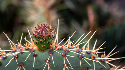 Close up of green cactus with yellow sharp thorn. © The Walker