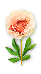 Offbeat rose flower. Composition of orange-cream rose and peony leaves. Art object on a white background.