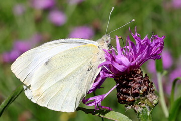 papillon blanc sur une fleur pourpre